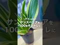 サンスベリアを100倍お洒落にする方法!#観葉植物 #植物 #植物のある暮らし #plants #植え替え