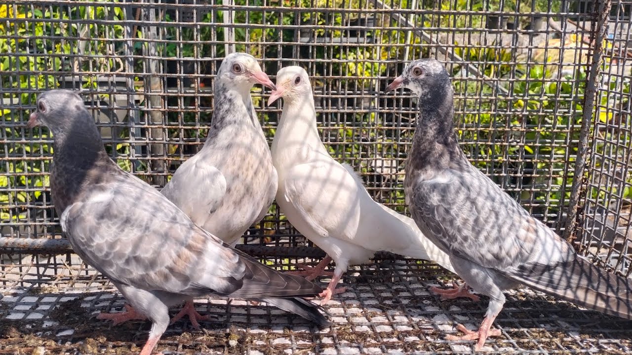 Sold out Unlimited Nagarcoil Linage Parava For Sale Nadan Pravu Sale. Tournament Quality Chicks