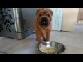 маленький шарпей Джек  ест кашу / funny liitle sharpy puppy eat porrige