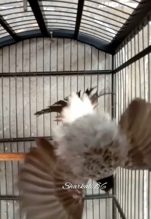 kutilang ful over birahi tinggi #shotrs