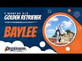 5 m/o Golden Retriever, Baylee incredible obedience l Off Leash Puppy Obedience l E Collars Training 5 m/o Golden Retriever, Baylee incredible obedience l Off Leash Puppy Obedience l E Collars Training