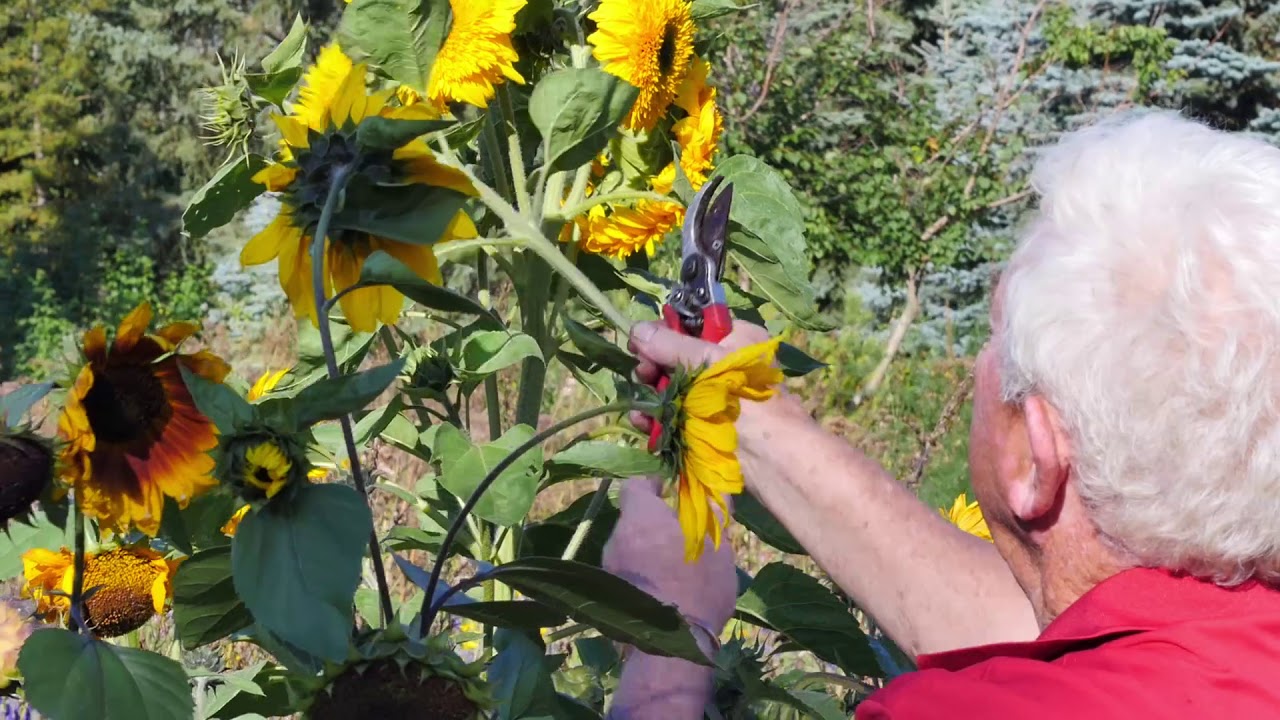 Sunflowers, the Birds and the Bees YouTube