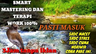 Masteran srdc biar cepat bunyi Dan wikplong dan masteran srdc non-stop full isian 3jam tanpa iklan.