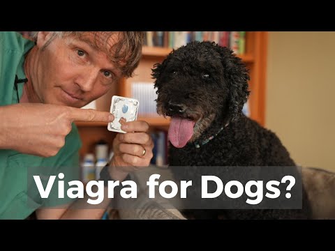 Video: Viagra, Botox og mer: Ja, veterinærer bruker folk med kjæledyr