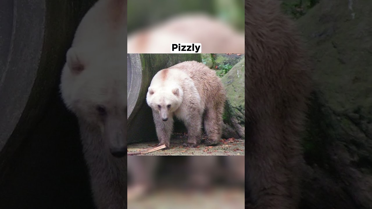 Rare Animals that actually exists 😯 Mix breed animals 