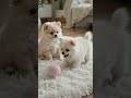 Pomeranian puppies