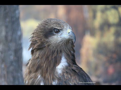 Чёрный коршун по кличке Коша в Приморском Сафари-парке