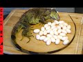 IGUANA EGG HARVEST! **Florida CATCH, BOIL, and COOK**