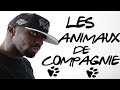 Pat  les animaux de compagnie