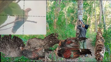 mus yos hav zoov tua qaib qus lom zem kawg li