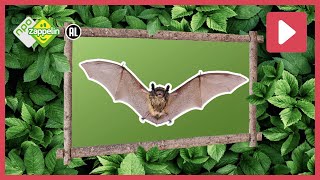 Zo Oud Kan Een Vleermuis Worden Beestenbrigade Bingo Npo Zappelin