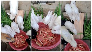 Rabbits are very fond of carrots ( Village life Pakistan)