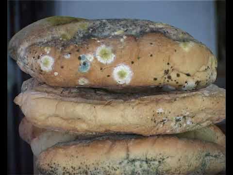 ნამოხვანჰესი ხმა ერისა