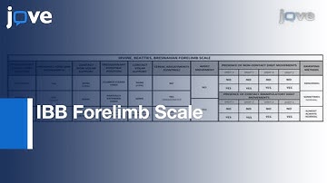 Assessing Proximal & Distal Forelimb Function In Rat l Protocol Preview