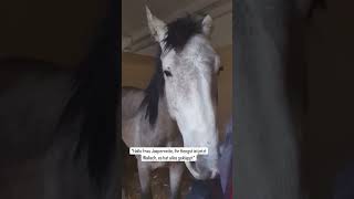 Ihr Hengst Ist Jetzt Wallach