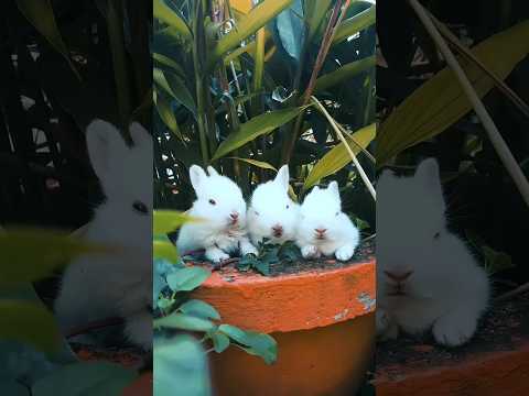 Tavşan Kardeşler #shorts #love #rabbit #tavşan #tiktok #animals  #vlog #keşfet #funny #cute #rabbits