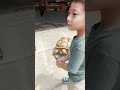 cute big turtle