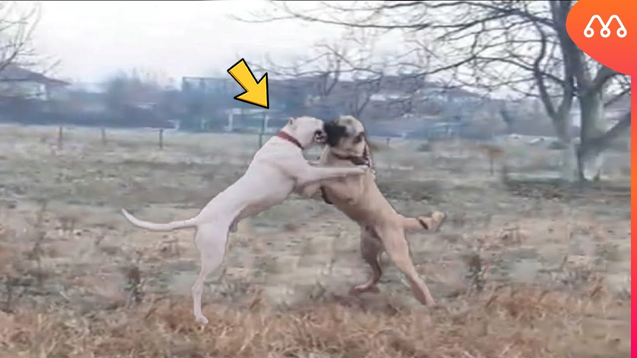 DOGO ARGENTINO vs KANGAL - WHO WINS THIS FIGHT? 