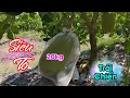 P2 | Vườn mít siêu khủng của Xuyên Áo Thun Vlog sau 2 tháng dùng công thức của "SIÊU THỊ CÂY GIỐNG"