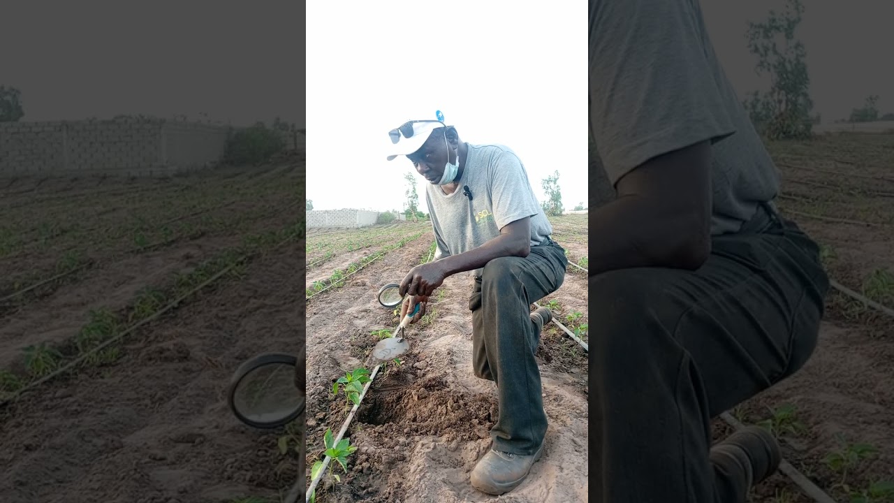 PROFESSEUR ALIOUNE DIOP TECHNICIEN DE TKAP 