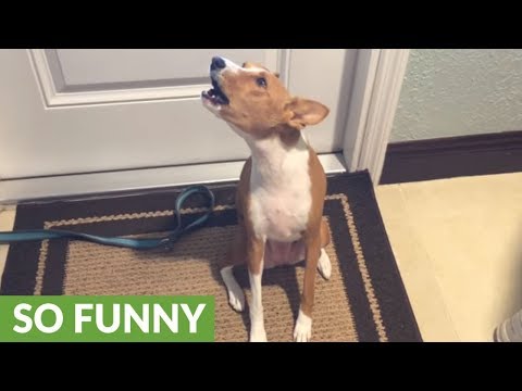 Vocal dog sure has a lot to say