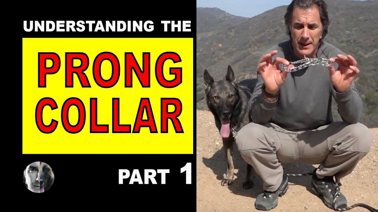 PRONG Collar Explained #1- How to Use a Prong Collar - Robert Cabral - Dog  Training Video - YouTube