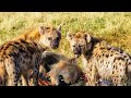 Extreme fight Hyena vs Lion for domination, Wild Animals Attack