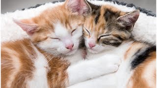 Feline Friends: The Cutest Cat Videos by MoBro94 Production 319 views 6 months ago 9 minutes, 9 seconds