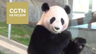 Три большие панды вернулись из Японии в Китай[Age0+]