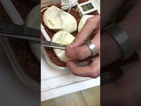 Зачем я разрезал змеиные яйца?