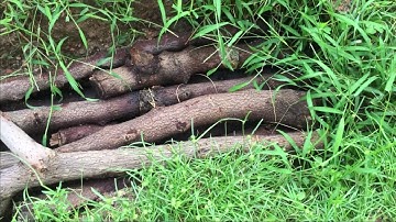 Trench Composting: Decaying Branches & Fruit Vegetable Waste