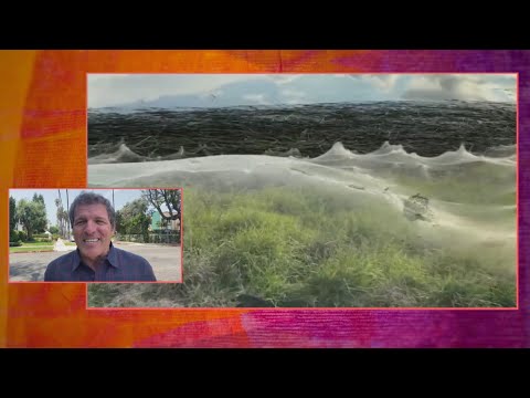 Vídeo: Tela De Araña Heredada - Vista Alternativa