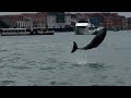 Дельфин Миммо восхищает Венецию, но ему грозит опасность в лагуне