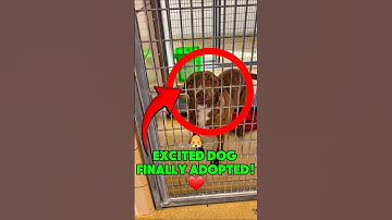 EXCITED DOG FINALLY ADOPTED!❤🔥 #shorts #petadoption #dog