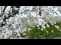 桜雪 sakura_yuki