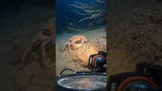 Seamount current #chemosynthesis #underwater #marinemystery
