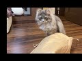 後退りする猫 サイベリアン