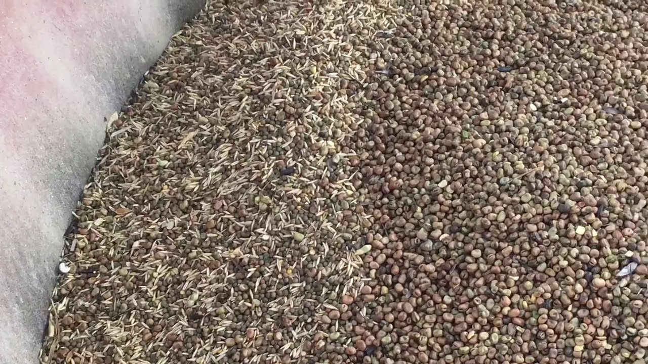 Préparation semences de méteil