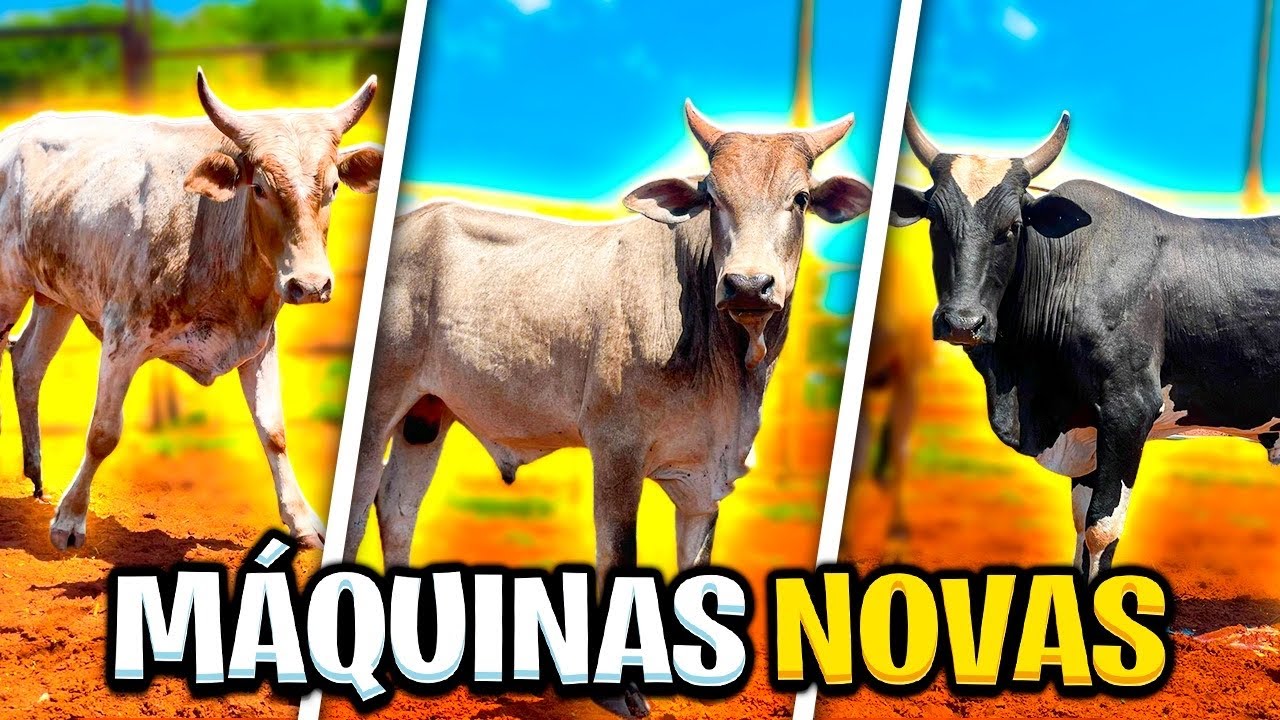 COMPREI MAIS 3 BOI DE RODEIO