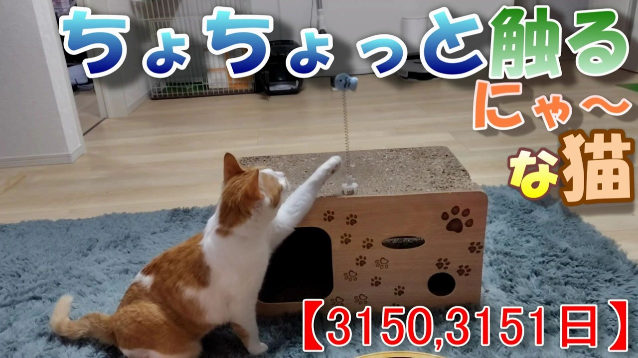 3150,3151日目】ちょちょっと触るにゃ～な猫【かわいい・面白い】～The
