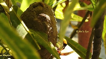 Mud Dauber Wasp building Mud Nest  Part 7