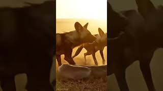Painted Wolves at Dusk: A Careful Standoff with a Giant Constrictor #savannah #wildlife
