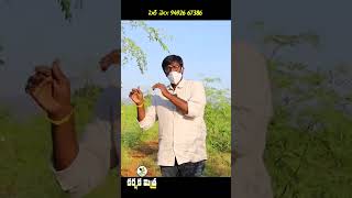 PKM - 1 మునగ సాగులో సాఫ్ట్ వేర్ ఇంజినీర్|| Good Profits in Moringa Farming || Karshaka Mitra #shorts