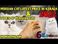 പ്രേഷ്യൻ ക്യാറ്റ് വിലയും, ഇനവും/ Persian Cat Price And Types