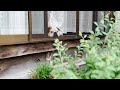飼い主が田植えしてる間、暇すぎて縁側で人間観察する犬。