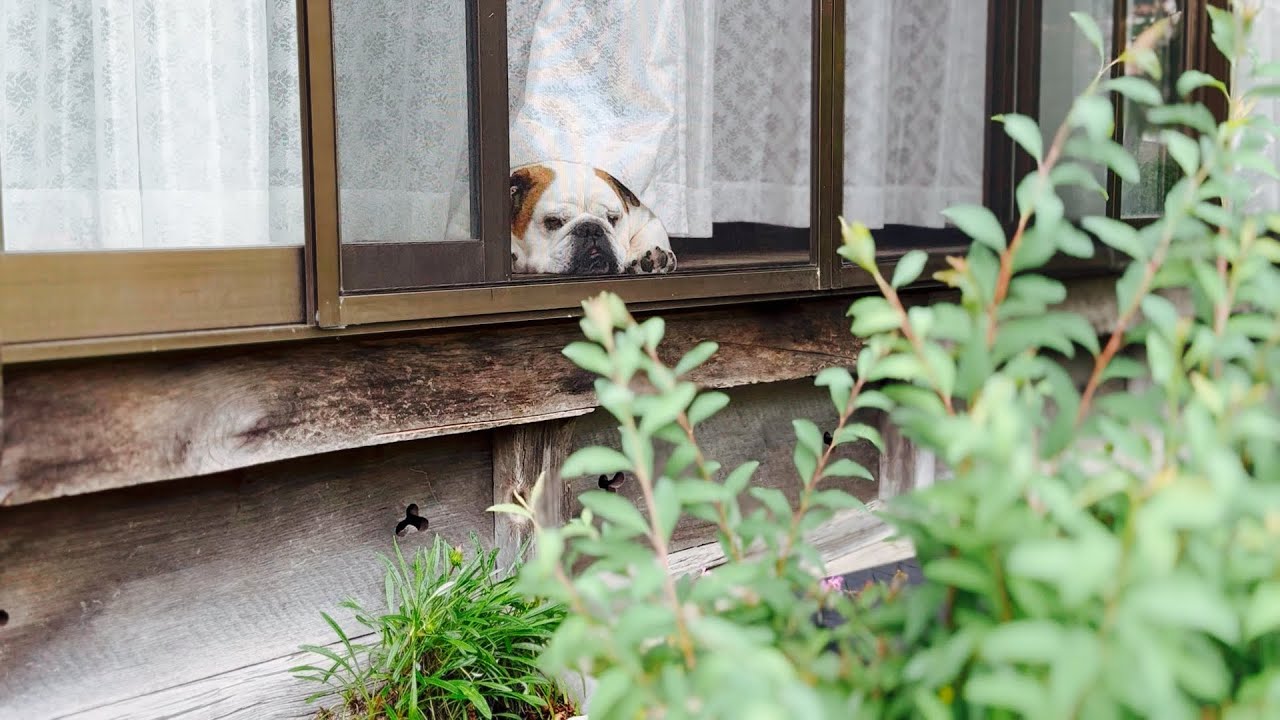 飼い主が田植えしてる間、暇すぎて縁側で人間観察する犬。