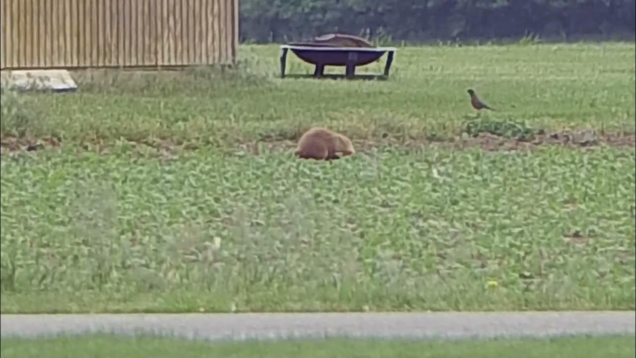 may 28 groundhog day YouTube