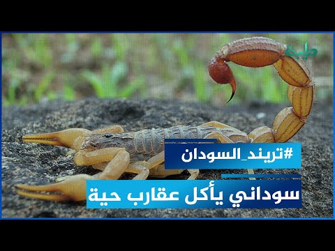 سوداني يأكل عقارب حية .. تعرف على القصة