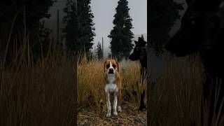 Finding Carmella, The Lost Dog Of Lost River