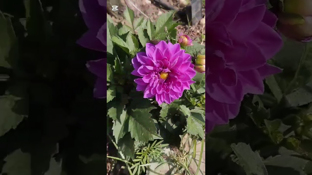 DAHLİA(YILDIZ ÇİÇEĞİ BAKİMİ PÜF NOKTALARI 👈💯